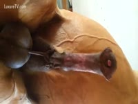 Naughty whore jacking off a horse